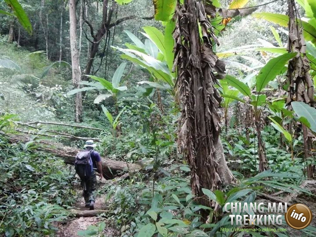 3-days/2-nights Trekking Tour | Chiang Mai Trekking | Le meilleur trekking &agrave; Chiang Mai avec Piroon Nantaya